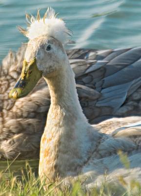 crested duck