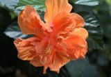 peach hibiscus