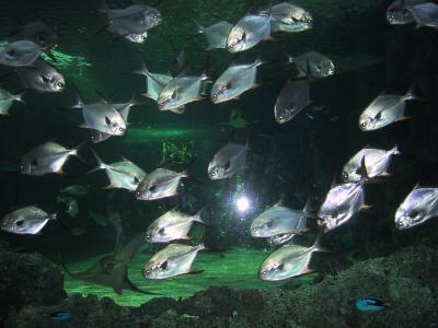 Fish at aquarium