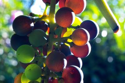 Grape of the vine arbour in the morning sun