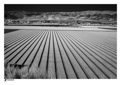 Lettuce Fields near Soledad (infrared)