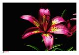 Pink Asiatic Lilly