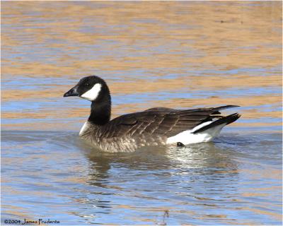 Cackling Goose (Richardson's)