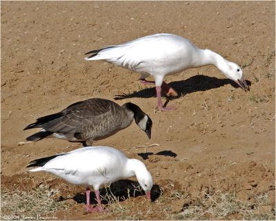 Ross', Cackling and Lesser Snow Goose