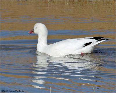 Ross' Goose