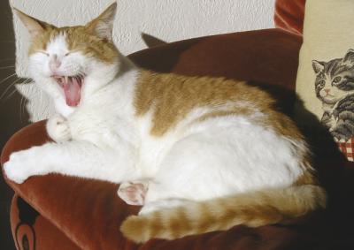 Mac yawning.