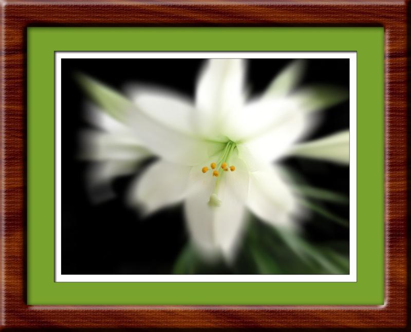Heart of the Lily