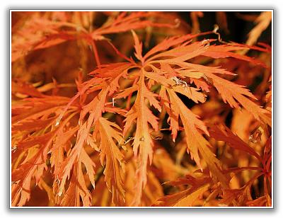 Fire-red Japanese Maple