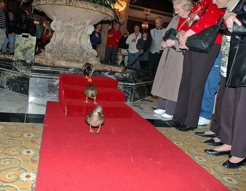 Peabody Ducks