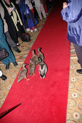 Peabody Ducks