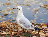 Urban Sea-gull