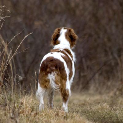 u6/snootydog/medium/37676110.121904.jpg