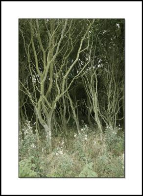 Haunted Forest