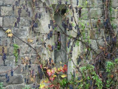 Grapes (Vitis vinifera) growing on a castle wall.