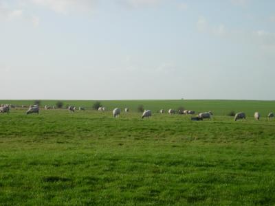 A typical Salisbury Plain scene.