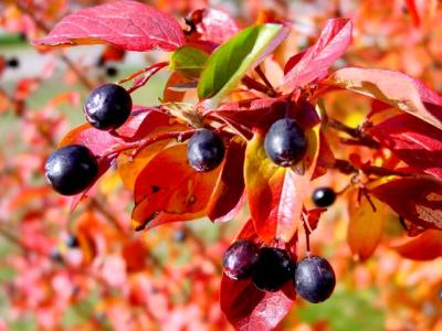 Bird Berries