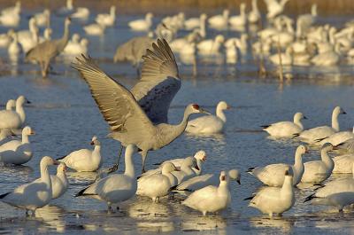 164 Sandhill Crane and Snow Geese