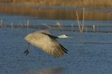 163 Sandhill Crane Liftofff