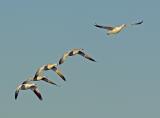 165 Bosque Snow Geese Flight