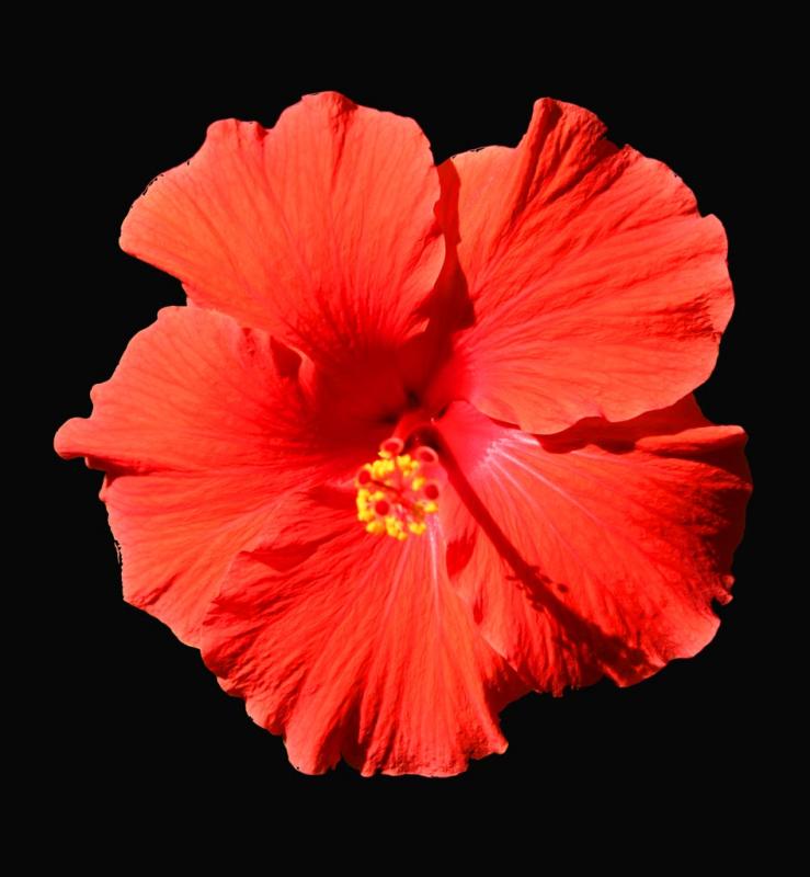 Hibiscus