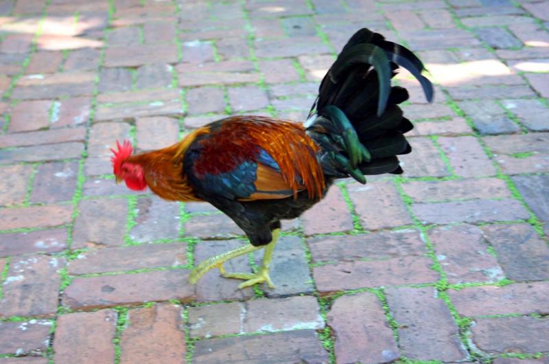 Bantam Rooster