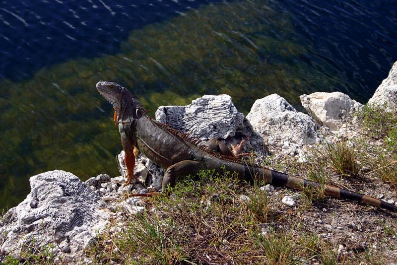 Iguana