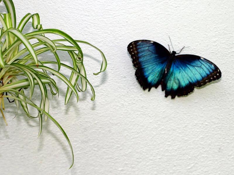 Butterfly 1