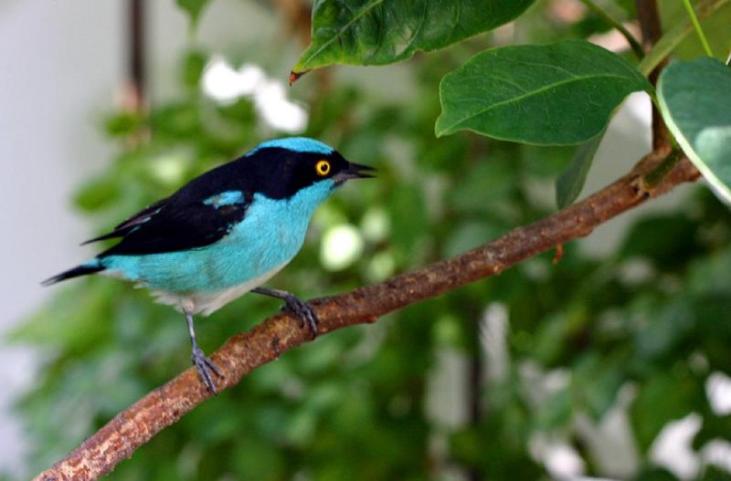 Bird 1