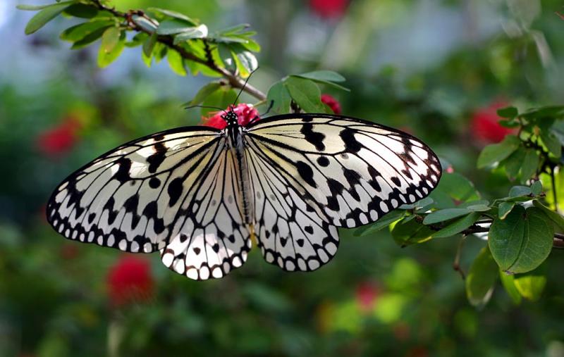 Butterfly 3
