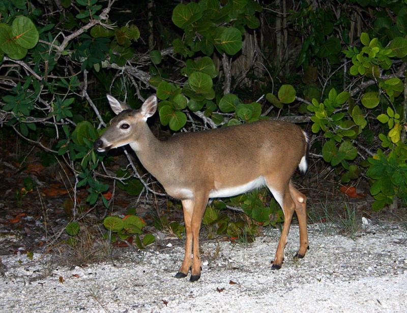 Key Deer