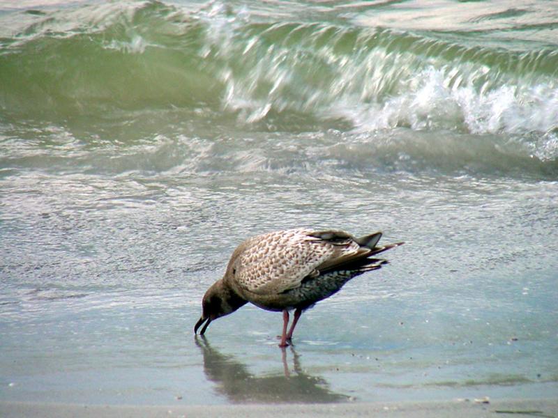 Rare Gull, Fort DeSoto Park