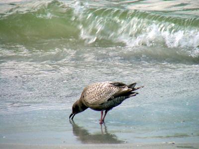 Rare Gull, Fort DeSoto Park