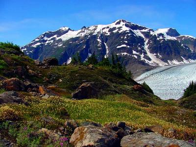 Alpine meadow