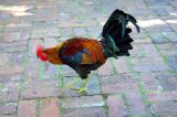 Bantam Rooster