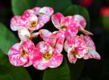 Euphorbia Plant