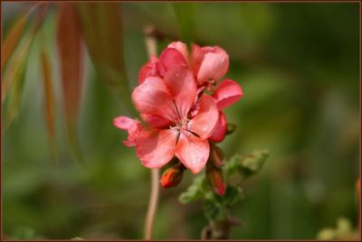 Sigma 80-400mm EX OS
1/2000 sec, 5.6, ISO:400, @400mm