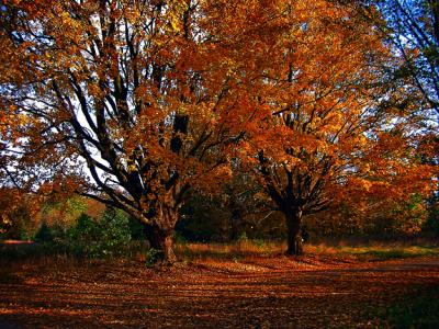 Trees, Autumn