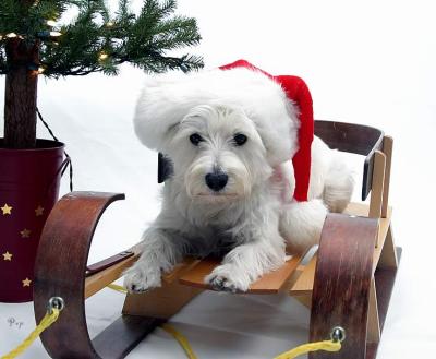 Dec. 21, 2004 - A Westie Christmas to you