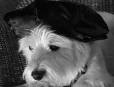 Zoey the West Highland Terrier