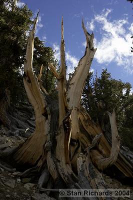 Eastern Sierra for Fall Colors - 2004