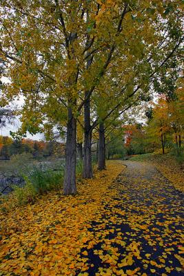 leaves.jpg