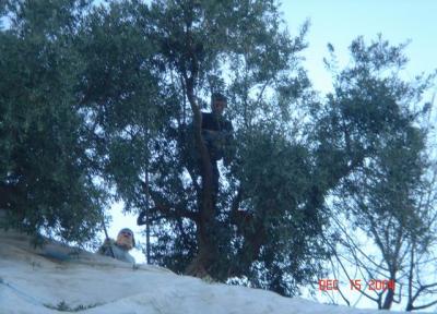 harvesting olives.JPG