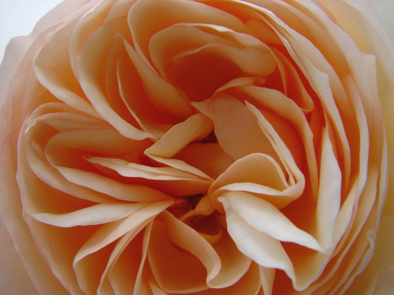 <p align=center><b>The Life of a Rose (3)</b><br><font size=1> by LindyLoo</font></p>