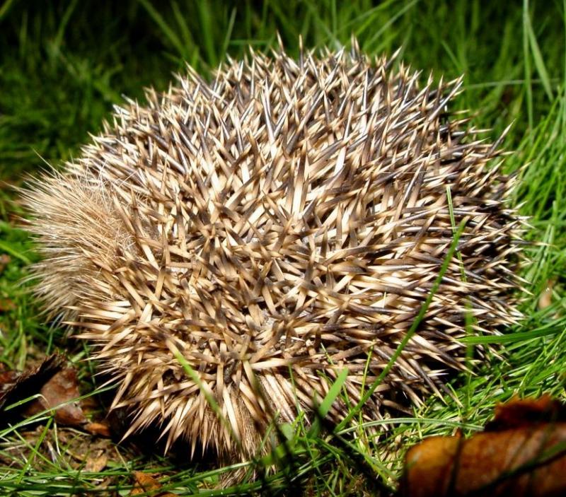 <b>Hedge Hog<b><br><font size=1>by  Scott Wright (scooter41)</font>