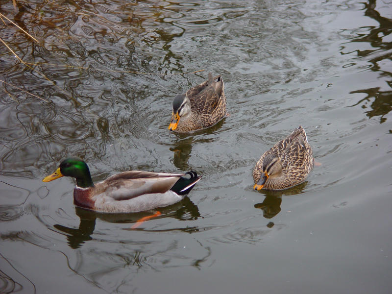 threesome (by Alfred/destinyx1)