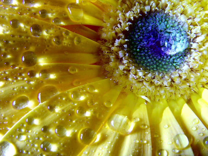 <h4/> 4th PLACE</h4> <p align=right><b>Yellow Daisy</b><br><i><font size=1> photographed by </font >ZipperZ</i></font></p>
