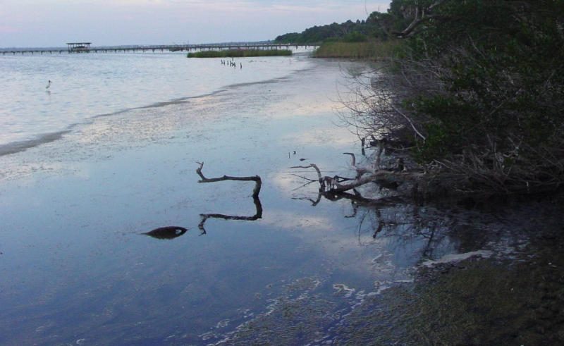 Rons Swamp3