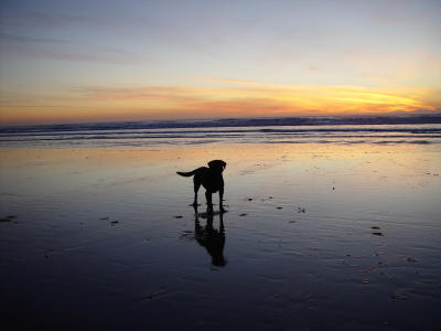 Man's Best Friend reflects
