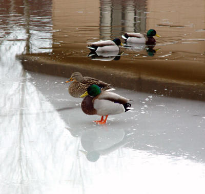 Ducks on Ice(by SFishy)