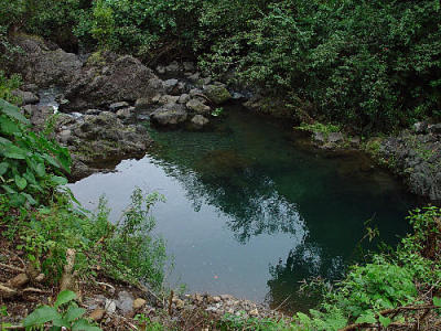 Rainforest Pool